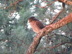 Spiziapteryx circumcincta