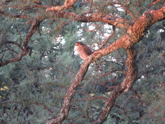 Spiziapteryx circumcincta