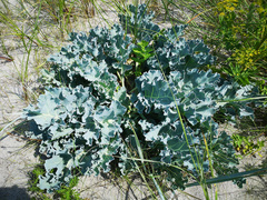 Crambe maritima
