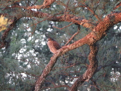 Spiziapteryx circumcincta