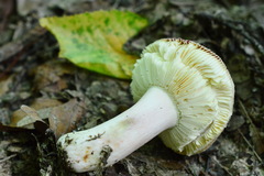 Russula amoena
