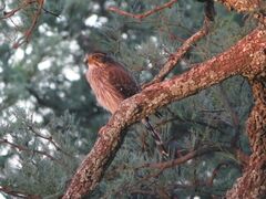 Spiziapteryx circumcincta