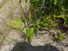 Pastinaca
