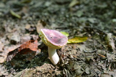 Russula amoena