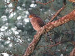 Spiziapteryx circumcincta