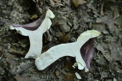 Russula amoena