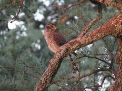 Spiziapteryx circumcincta