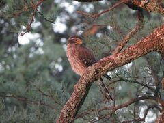 Spiziapteryx circumcincta