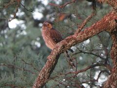 Spiziapteryx circumcincta