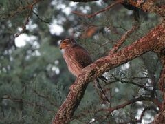 Spiziapteryx circumcincta