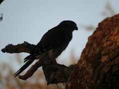 Spiziapteryx circumcincta