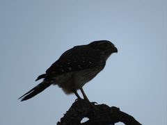 Spiziapteryx circumcincta