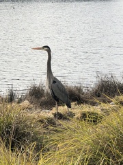 Ardea herodias