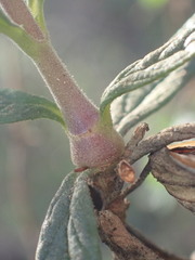 Neolasioptera mimuli