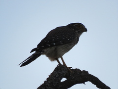 Spiziapteryx circumcincta