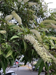 Buckinghamia celsissima