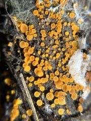 Arachnopeziza aurelia