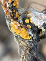 Arachnopeziza aurelia