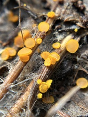 Arachnopeziza aurelia