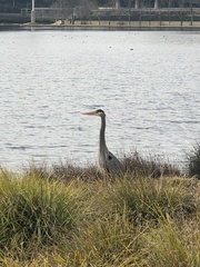 Ardea herodias