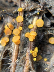 Arachnopeziza aurelia