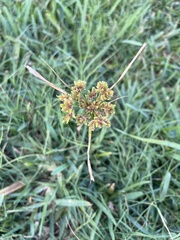 Cyperus surinamensis