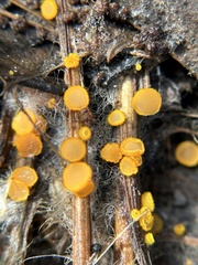 Arachnopeziza aurelia