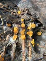 Arachnopeziza aurelia