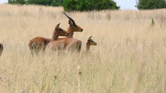 Aepyceros melampus melampus