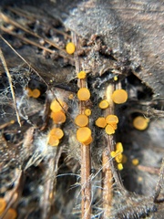 Arachnopeziza aurelia