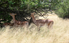 Aepyceros melampus melampus