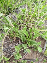 Nidorella podocephala