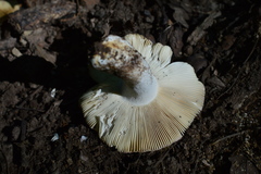 Russula parazurea