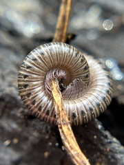 Parajulidae