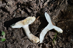 Russula parazurea