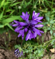 Dichelostemma congestum