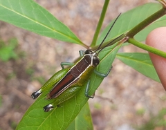 Ophthalmolampina