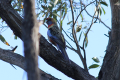 Platycercus elegans adelaidae