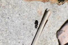 Microlestes