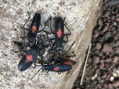 Stenomacra marginella