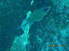 Holocentrus adscensionis