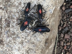 Stenomacra marginella