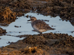 Pluvialis squatarola