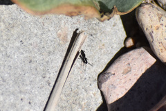 Microlestes