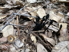 Geoglossum