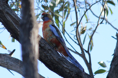 Platycercus elegans adelaidae