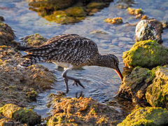 Numenius phaeopus