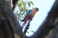 Platycercus elegans adelaidae