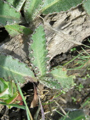 Cirsium dissectum