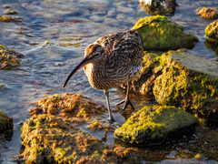 Numenius phaeopus